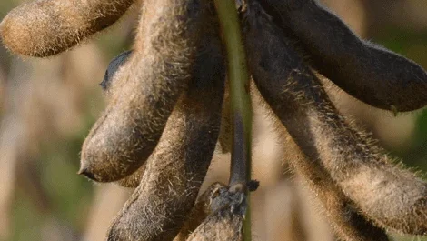 Насіння сої ЕС Командор - І репродукція