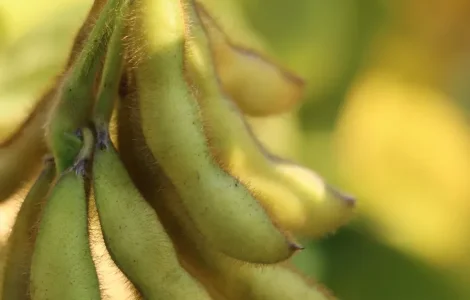 РЖТ Сателія - І репродукція сои