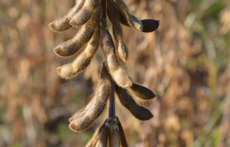 Якісне насіння сої ЕС Композитор - 1 репродукція