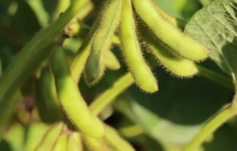 РЖТ Суза – первая репродукция сои