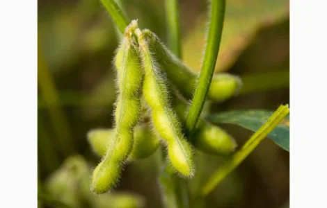 Насіння сої сорту ЕС Директор - якісний посівний матеріал