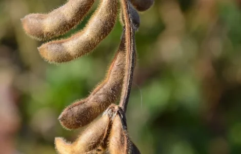 Насіння сої сорту ЕС Візитор на продажу