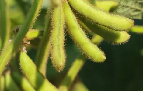 РЖТ Сірелія - репродукция сои