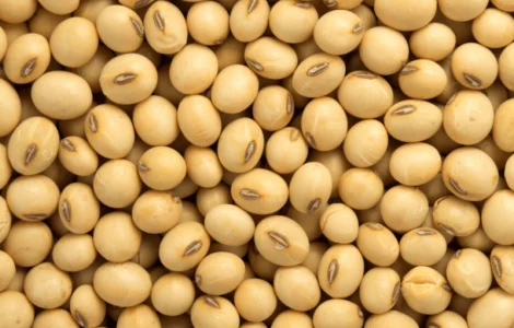 Насіння сої ГМО (під Раундап) сорт Аполло