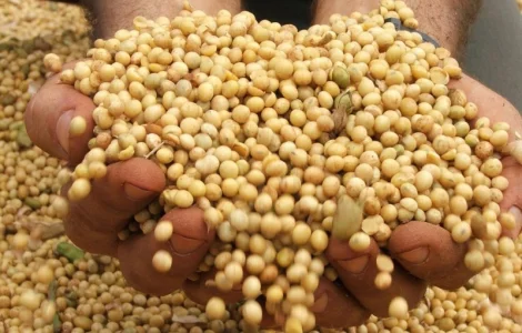 Куплю сою. Высокая цена