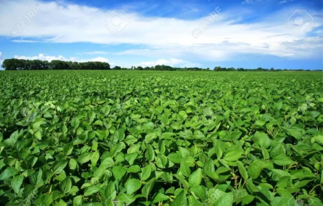 Насіння сої ГМО Канада, сорт WHITBY