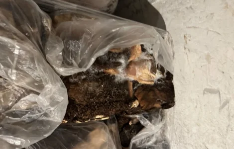 Рубец для животных