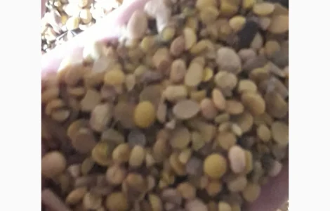 Куплю половинки сои