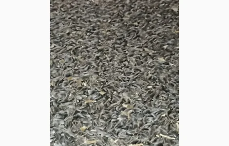 Продам подсолнечник