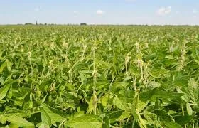 Куплю СОЮ гмо и без гмо по всей Украине