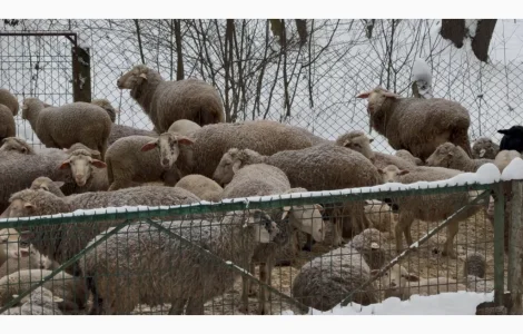 Продажа овец Романівской породы