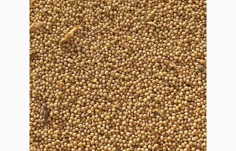 Покупаем СОЮ без ГМО