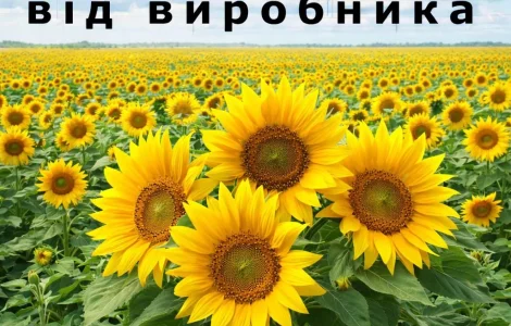 Насіння соняшника від виробника