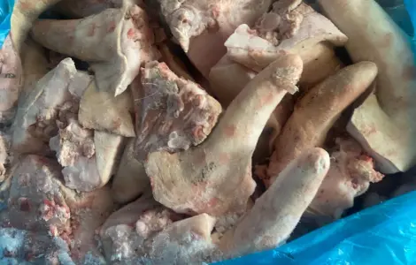 Продам хвіст свиний