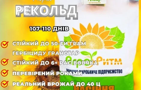 Соняшник Рекольд