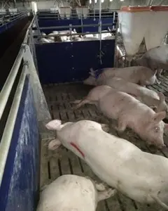 Куплю свиней живым весом