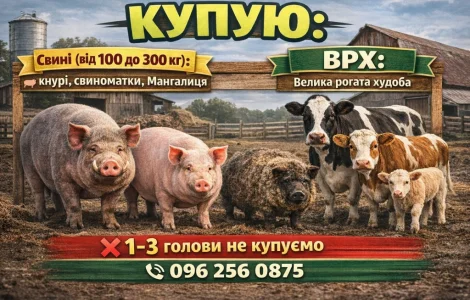 Куплю свині