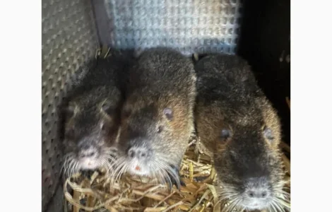 Продается молодняк нутрий