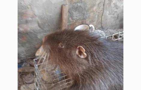 Продаж м'яса нутрії - свіжі туші від 2.7 до 4 кг