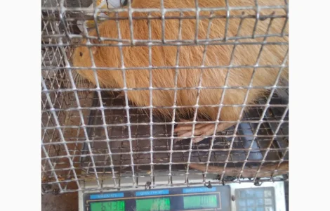 Продажа молоди нутрий