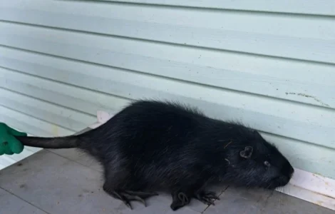 Пропонується нутрія канадська