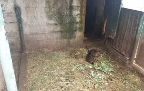 Продаются нутрии живым весом