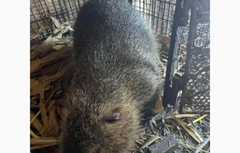 Пропонуються племінні нутрії різного віку