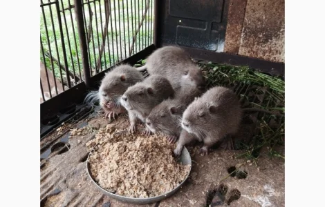 Продажа нутрий от 2 до 5 месяцев