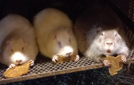 Продается молодняк нутрии 3-4 месяца