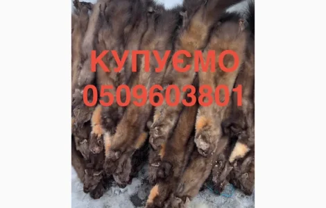 Покупаем шкурки куницы, бобра и норки дорого