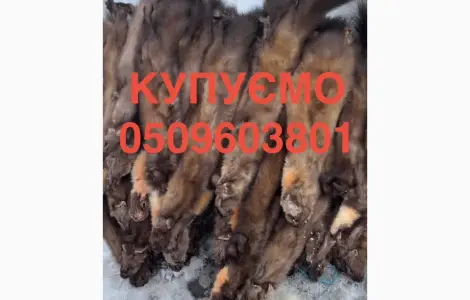 Покупаем шкуры куницы бобра норки ДОРОГО