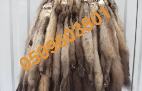 Куплю хутро куниці за ринковими цінами з швидкою виплатою