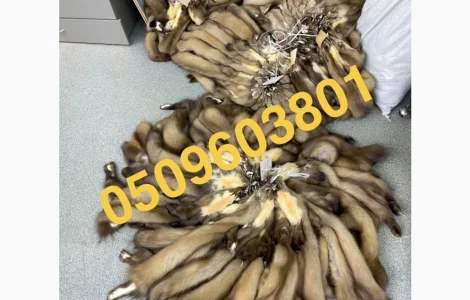 Пропонуються вичинені шкіри куниці