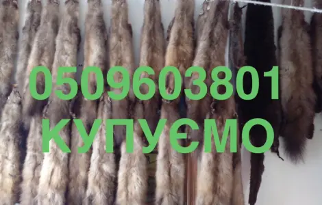 Куплю шкуры мех шкуры куницы и бобра ДОРОГО