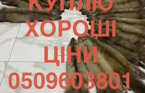 Закупаем шкурки куницы оптом по высоким ценам