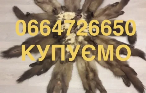 Покупаем шкурки куницы, бобра и выдры в Виннице по выгодным ценам