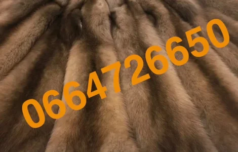 Куница лесная в наличии, отличное качество