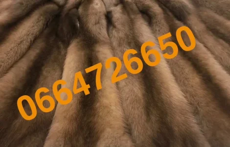 Продается куница вичиненная – тысяча штук, лесная и каменная