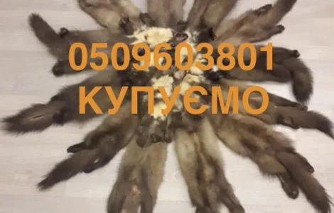 Купуємо шкури куниці, бобра та інших хутрових звірів
