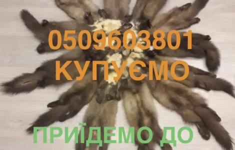 Покупаем шкурки куницы, лесной каменки, бобра, кролика и других