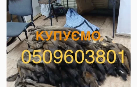 Куплю шкурки куницы лесной