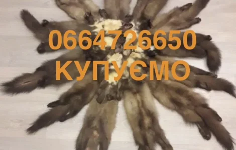 Купуємо шкури куниць у Рівному та області