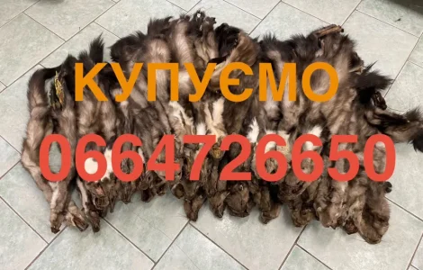 Покупка шкур куницы