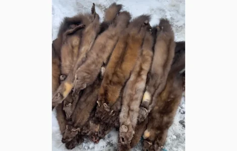 Покупаем шкурки куницы, бобра, норки и других животных дорого