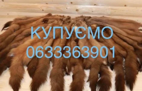 Покупаем мех куницы, бобра и кролика
