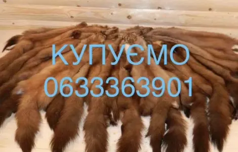 Покупаем мех куницы бобра кроля