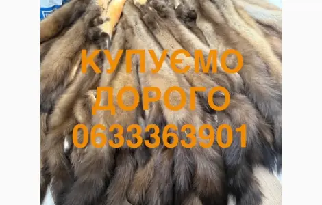 Покупаем шкуры куницы бобра дорого
