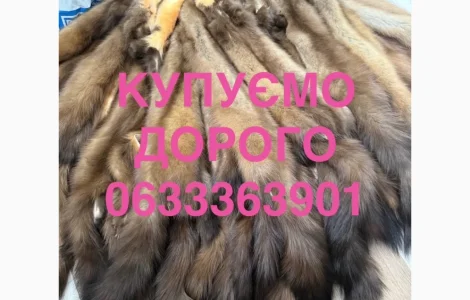 Куплю шкурки куницы оптом