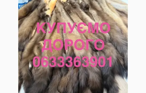 Куплю шкуры куницы мех куниц купим