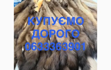 Куплю шкуры куницы и бобр зайца кроля